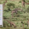 Giraffen auf afrikanischer Weidelandschaft